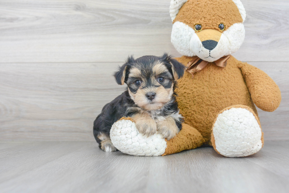 Friendly Morkie Baby