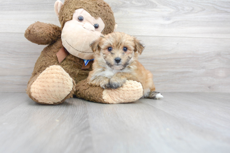 Hypoallergenic Yorkie Designer Puppy