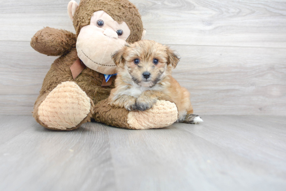 Hypoallergenic Yorkie Designer Puppy