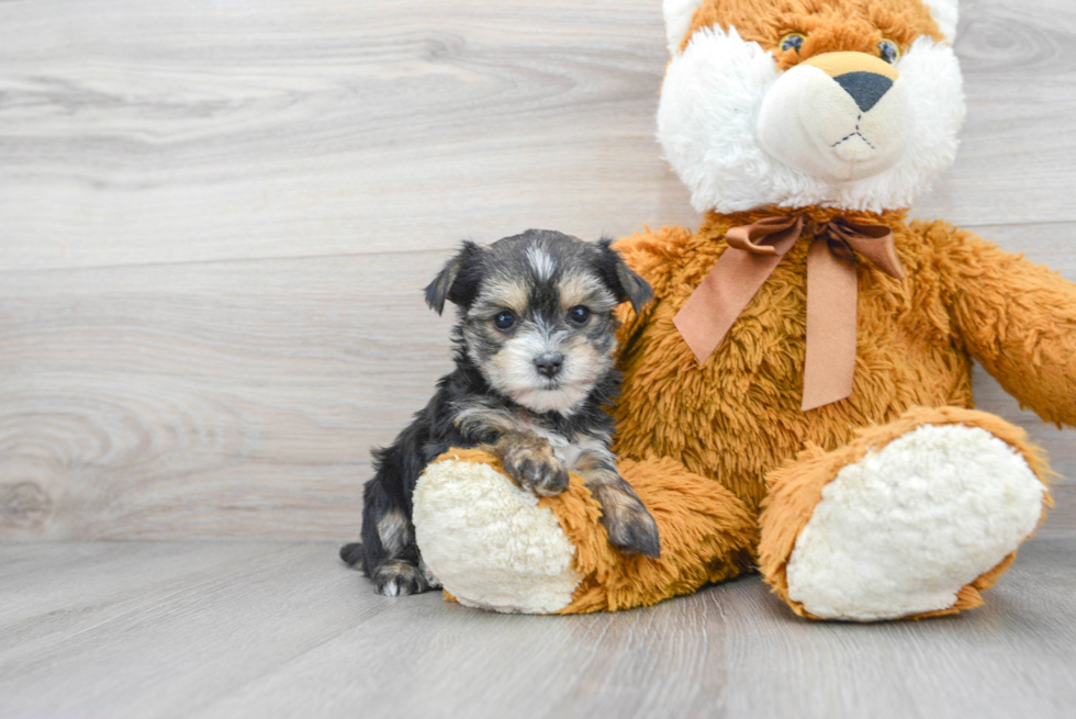 Best Morkie Baby