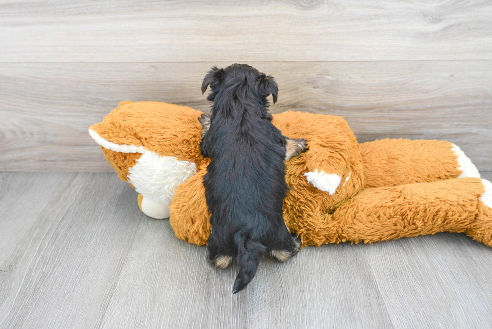 Smart Morkie Designer Pup