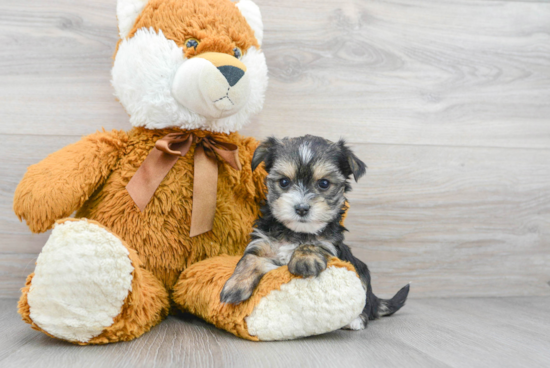 Morkie Pup Being Cute