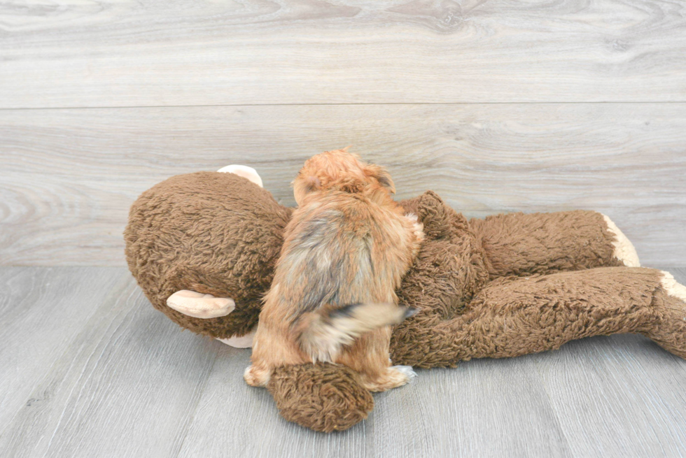 Morkie Puppy for Adoption