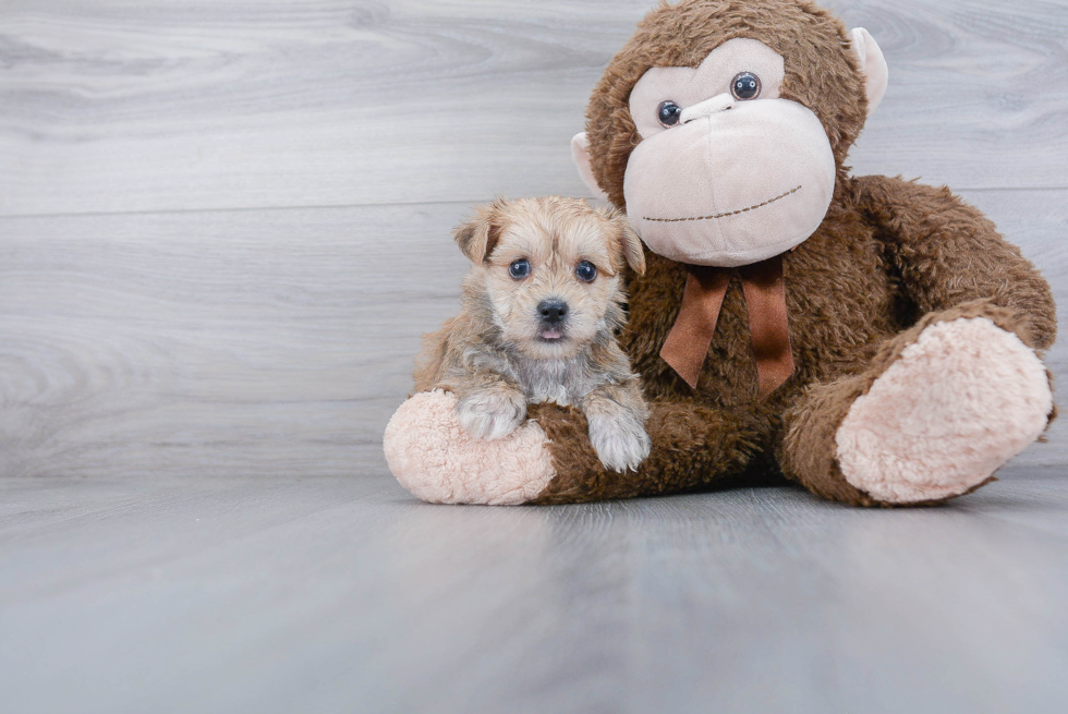 Best Morkie Baby