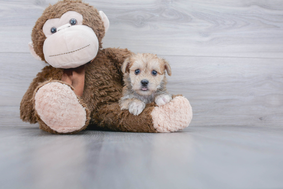 Morkie Puppy for Adoption