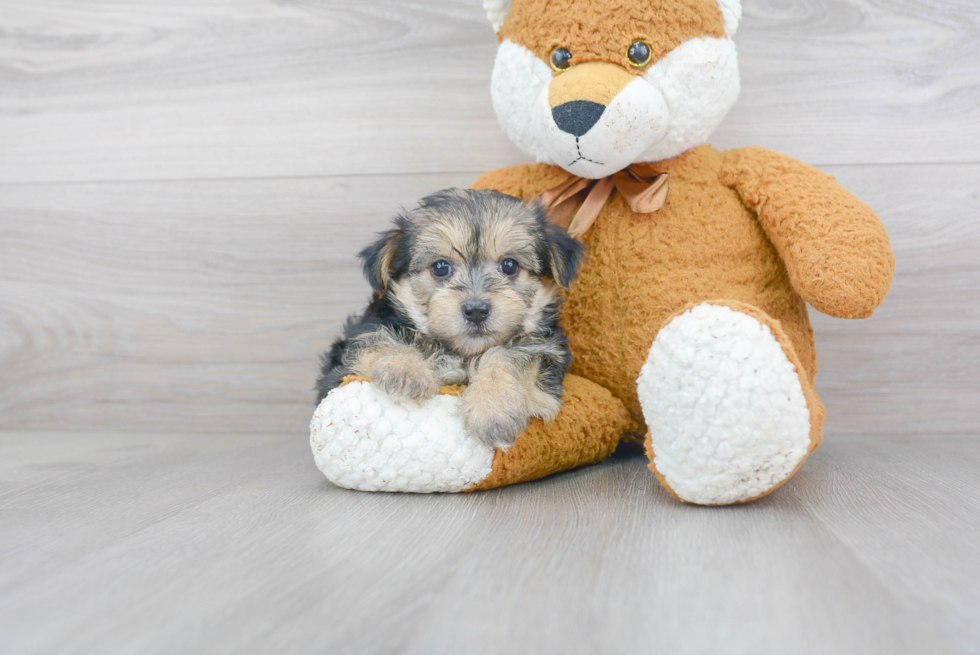 Friendly Morkie Baby