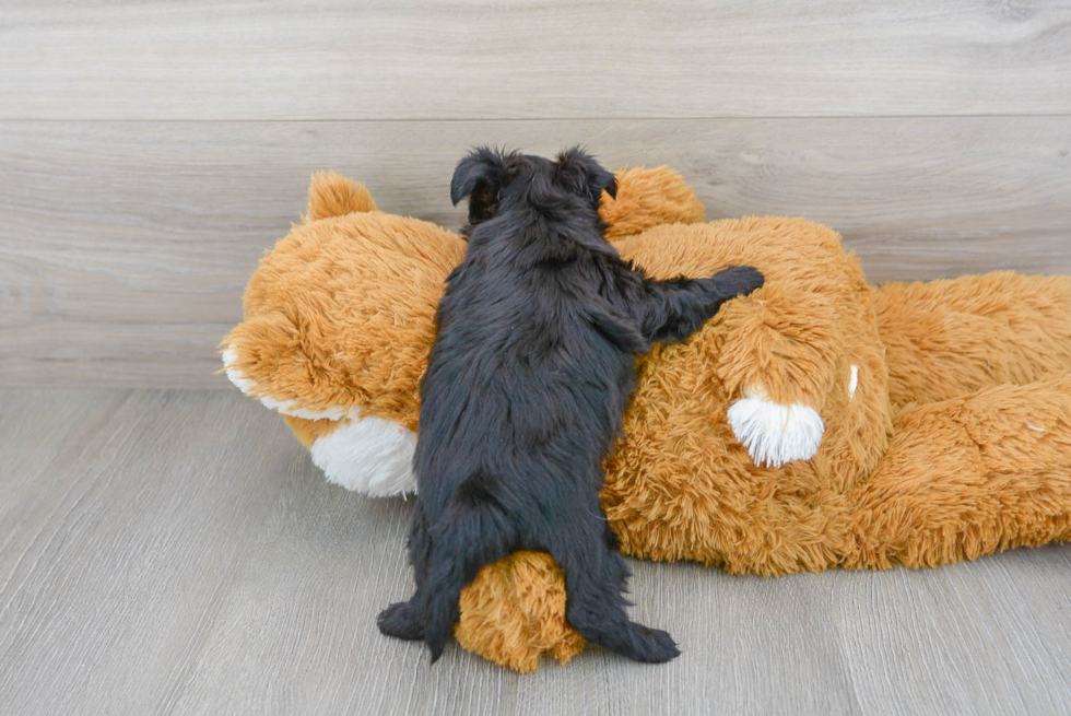 Morkie Puppy for Adoption