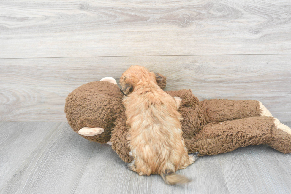Little Yorkie Designer Puppy