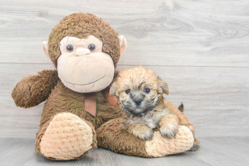 Morkie Pup Being Cute