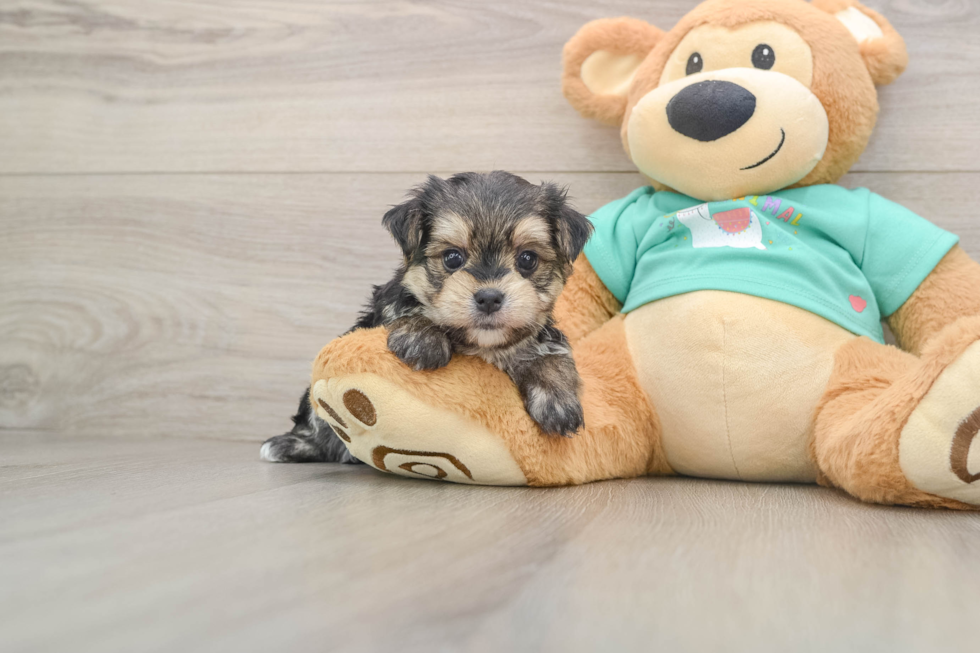 Morkie Puppy for Adoption