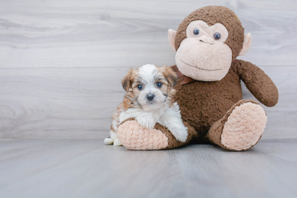 Morkie Pup Being Cute