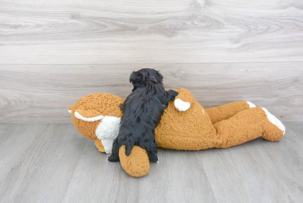 Morkie Pup Being Cute