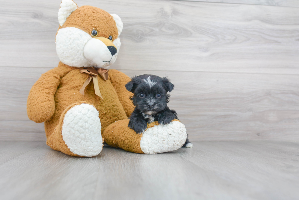 Morkie Pup Being Cute