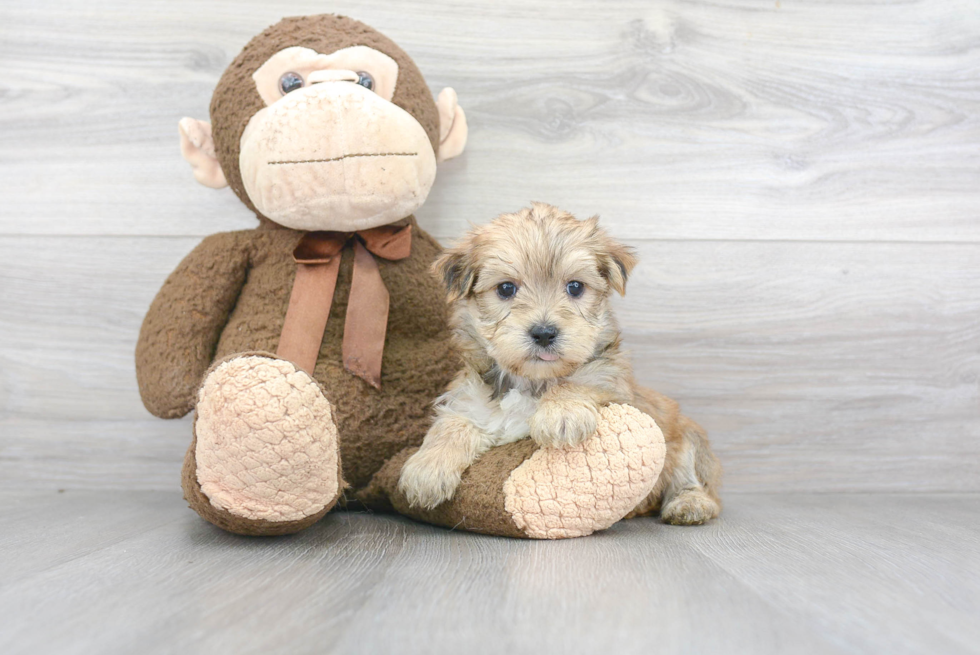 Morkie Pup Being Cute