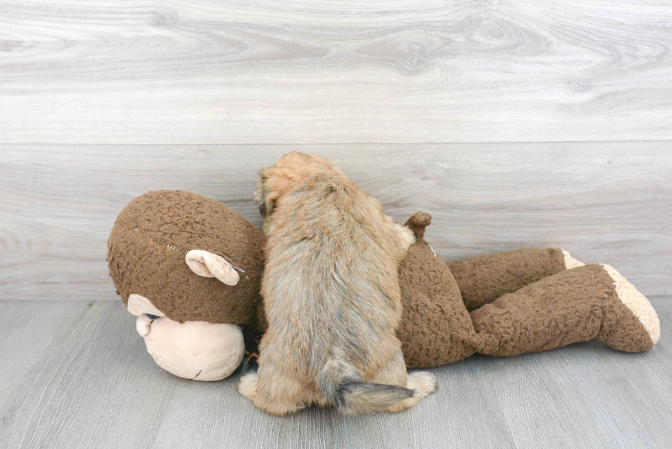 Morkie Pup Being Cute