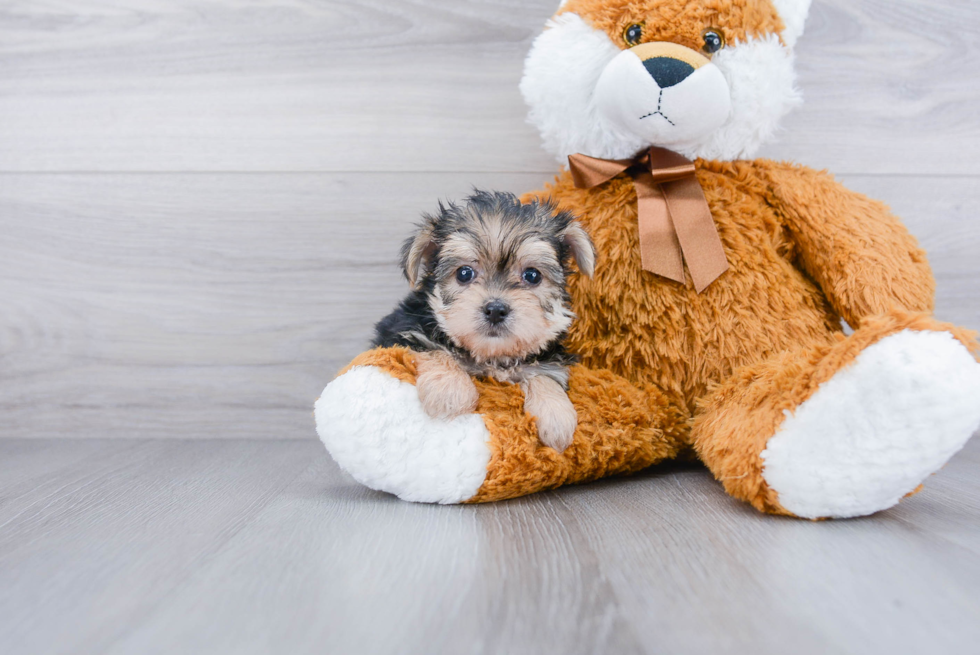 Little Yorkie Designer Puppy