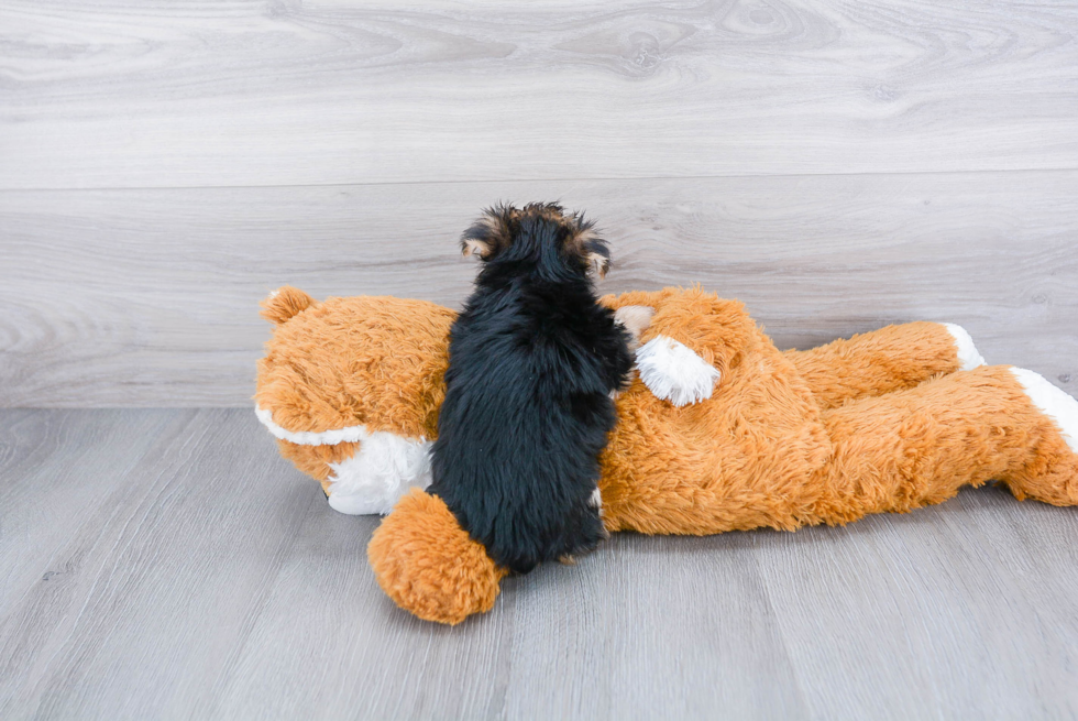 Energetic Yorkie Designer Puppy