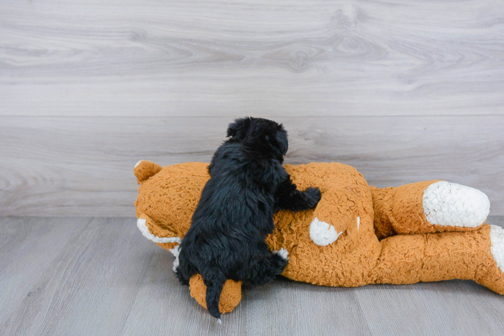 Morkie Puppy for Adoption