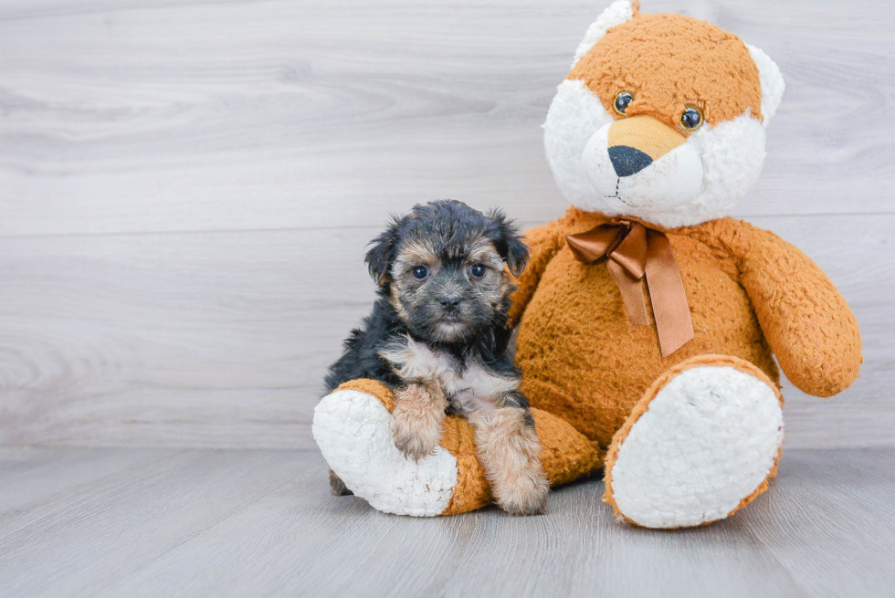 Energetic Yorkie Designer Puppy