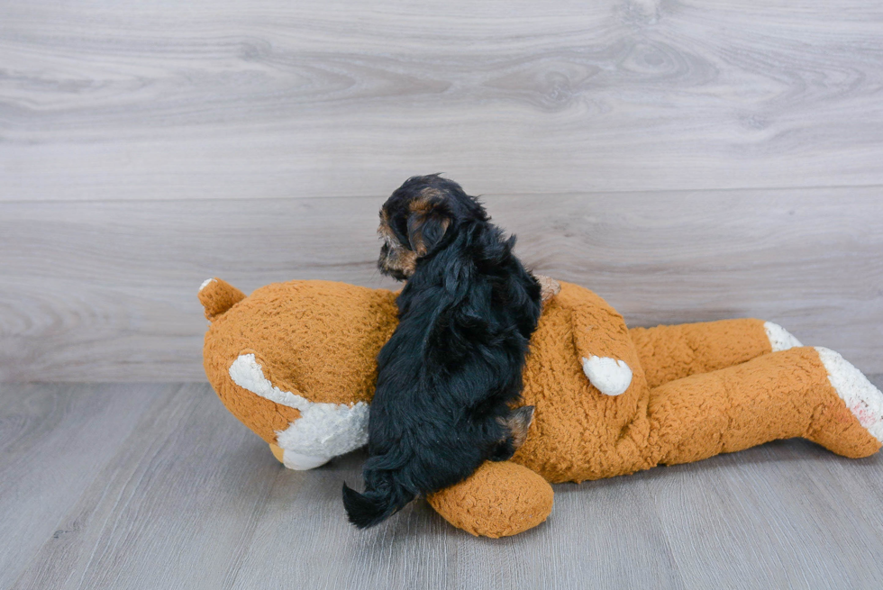 Funny Morkie Designer Pup