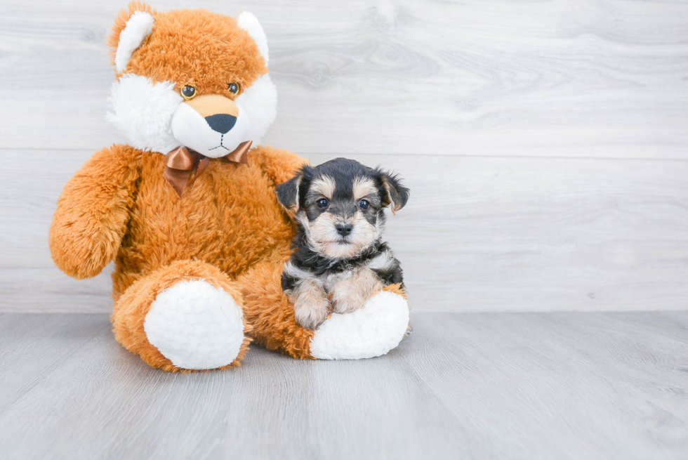 Playful Yorkie Designer Puppy