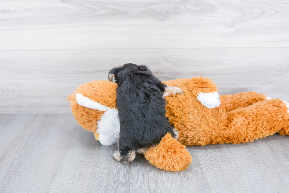 Morkie Pup Being Cute