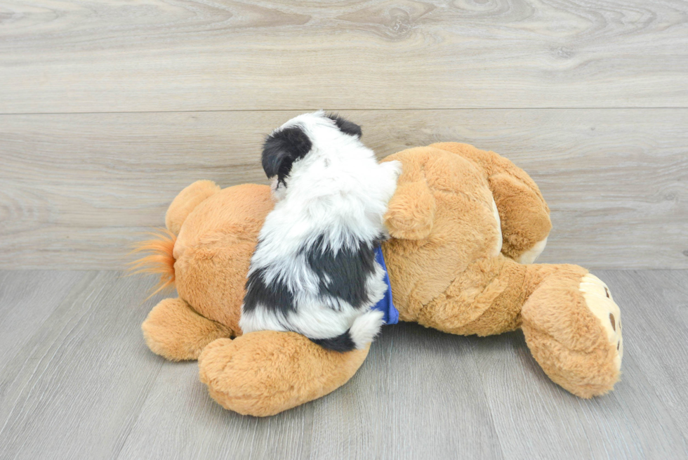 Adorable Yorkie Designer Puppy