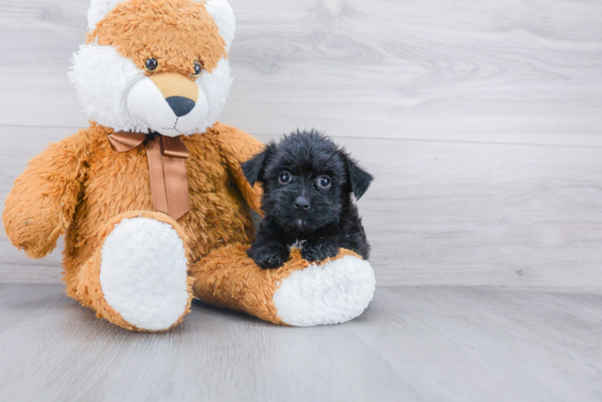 Morkie Puppy for Adoption