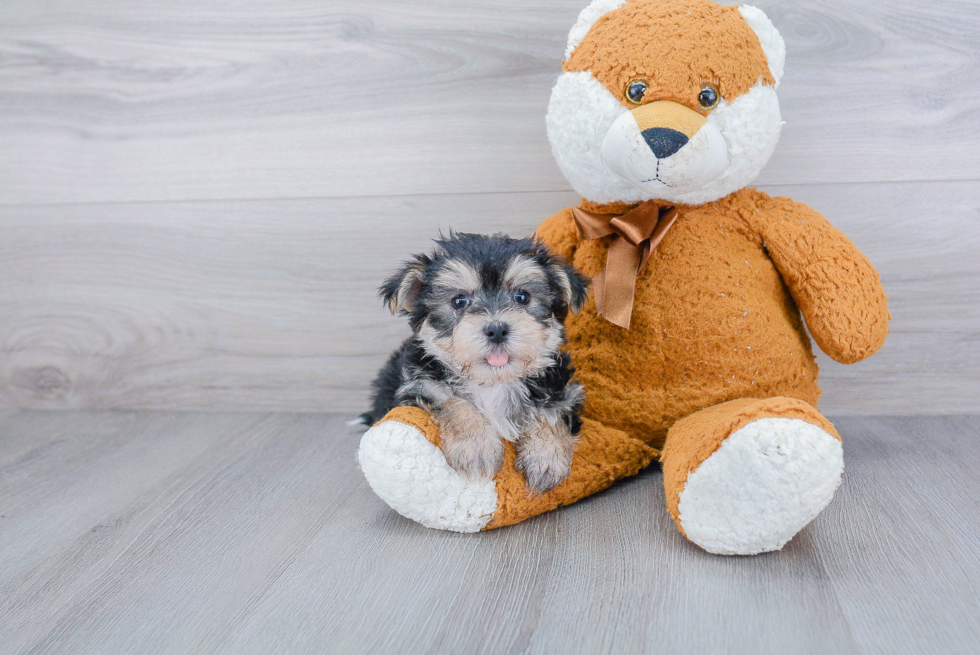 Best Morkie Baby