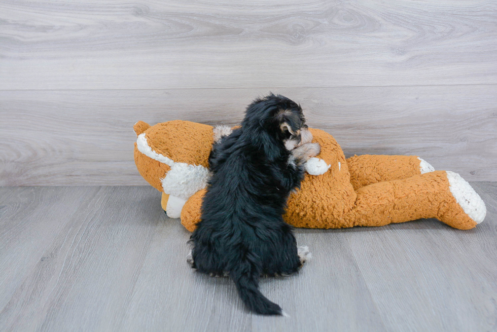 Hypoallergenic Yorkie Designer Puppy