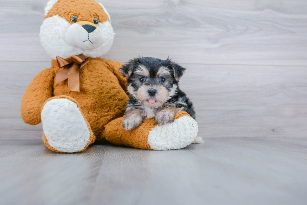 Morkie Puppy for Adoption