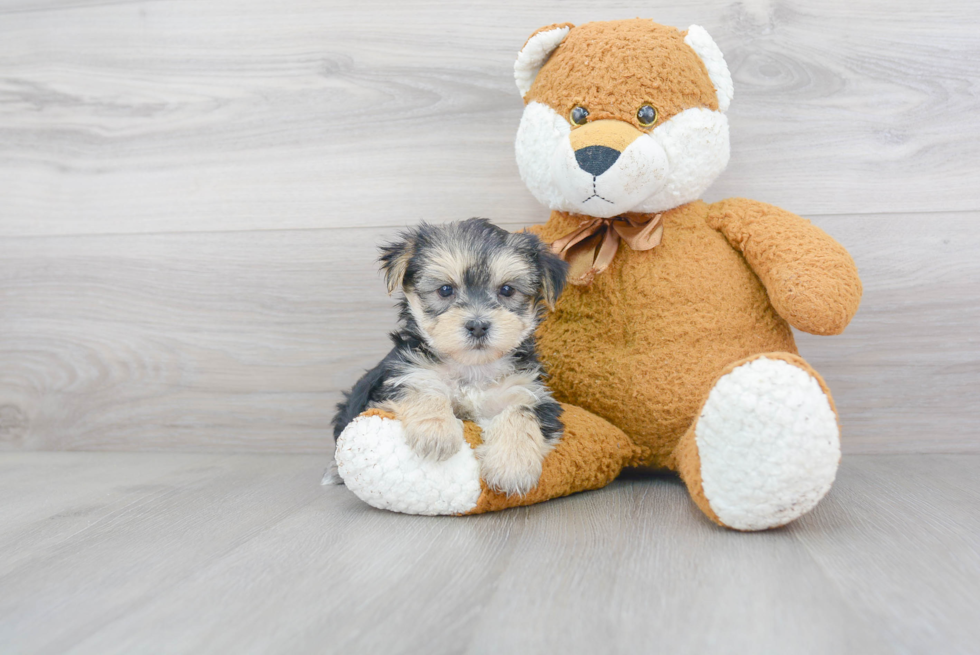 Morkie Pup Being Cute