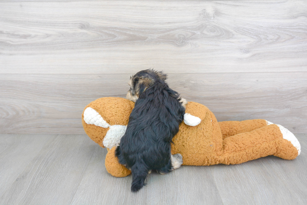 Hypoallergenic Yorkie Designer Puppy