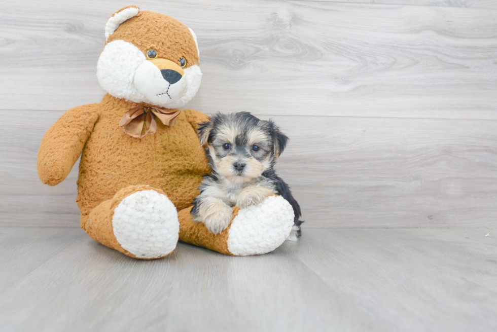Petite Morkie Designer Pup