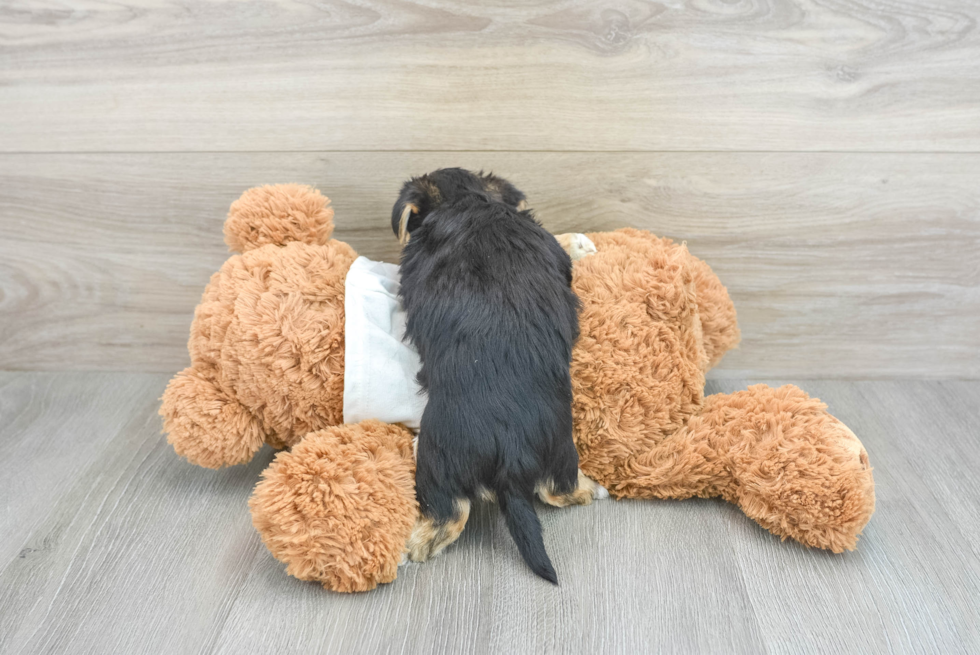Adorable Yorkie Designer Puppy