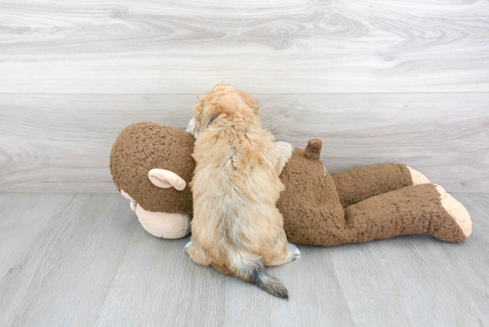 Morkie Puppy for Adoption