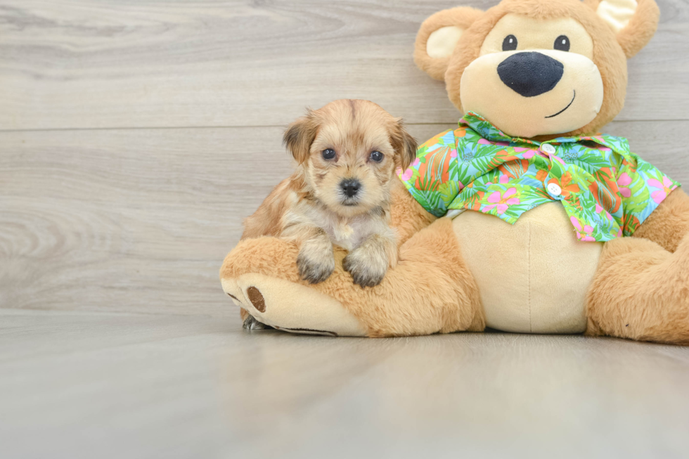 Morkie Puppy for Adoption