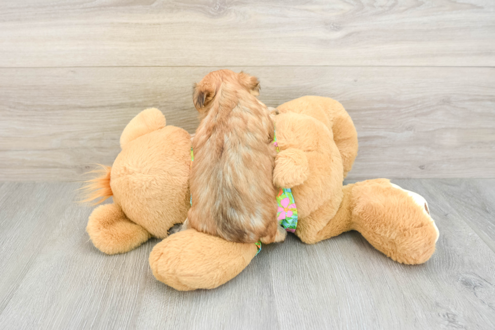 Morkie Pup Being Cute