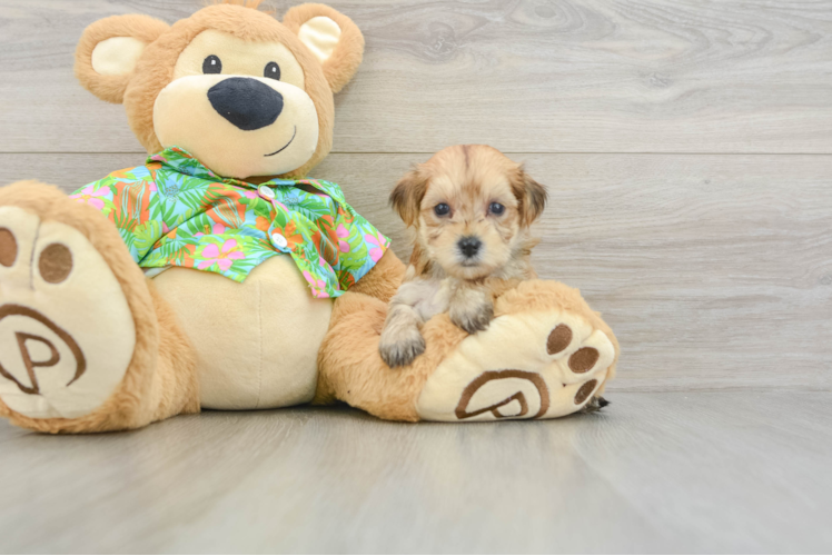 Energetic Maltese Yorkie Mix Designer Puppy