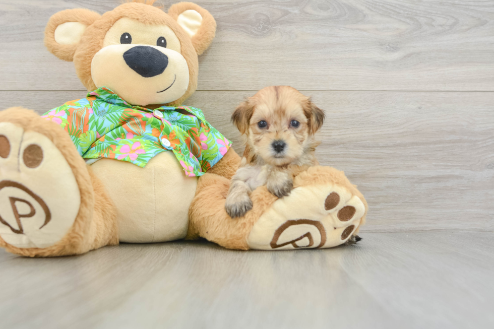 Energetic Maltese Yorkie Mix Designer Puppy