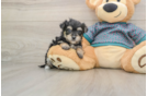 Hypoallergenic Yorktese Designer Puppy