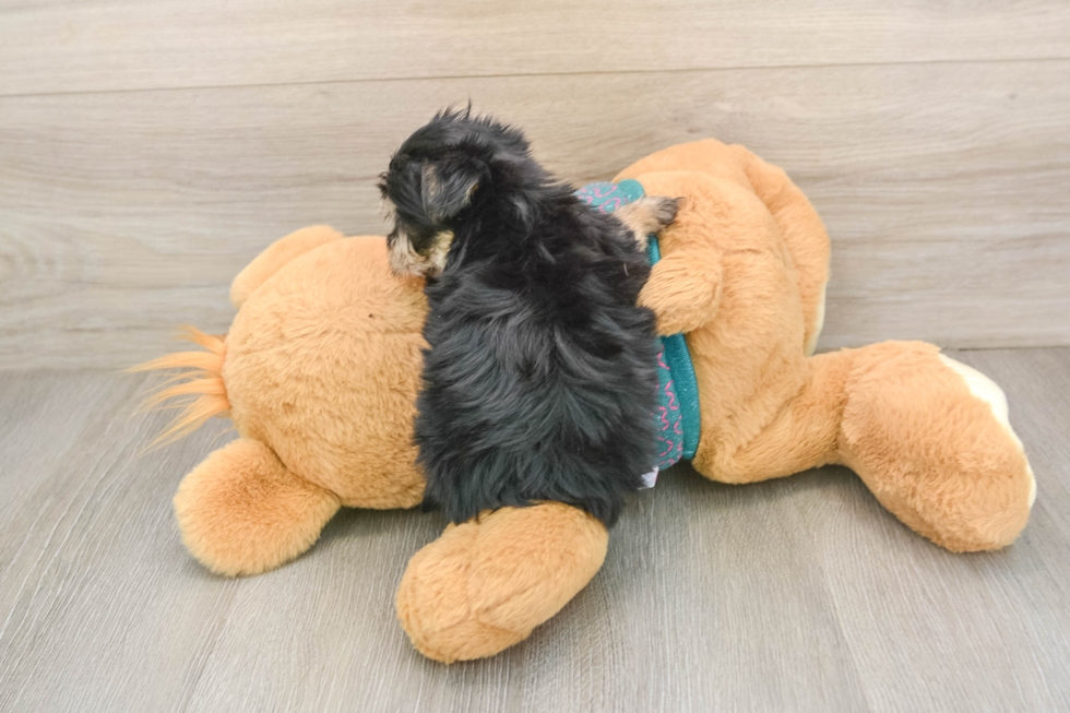 Best Morkie Baby