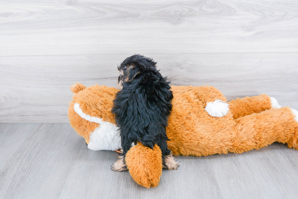 Popular Morkie Designer Pup