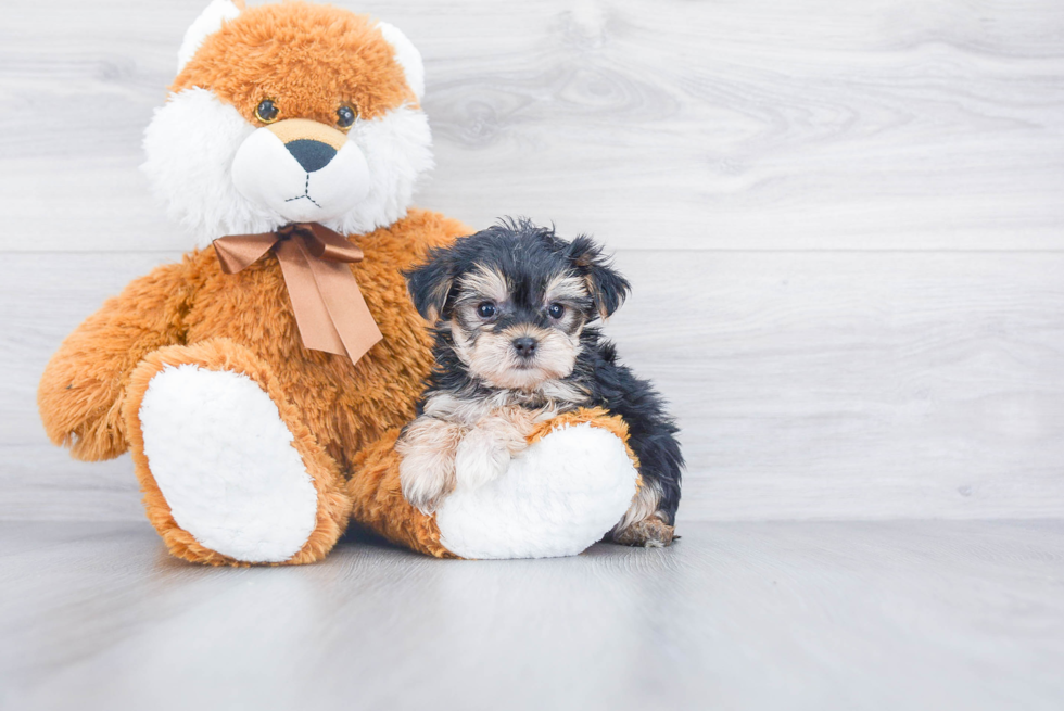 Best Morkie Baby