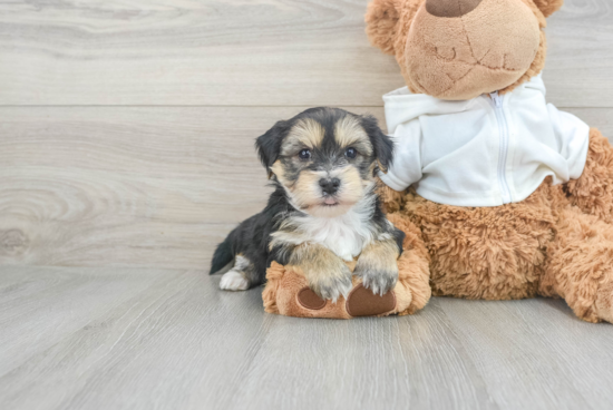 Morkie Puppy for Adoption