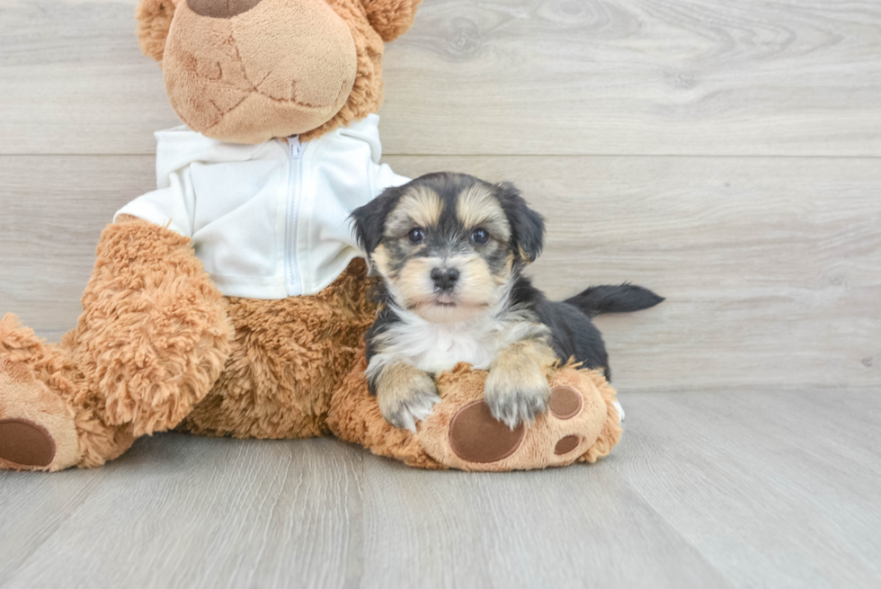 Happy Morkie Baby