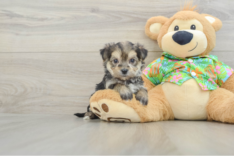 Morkie Pup Being Cute