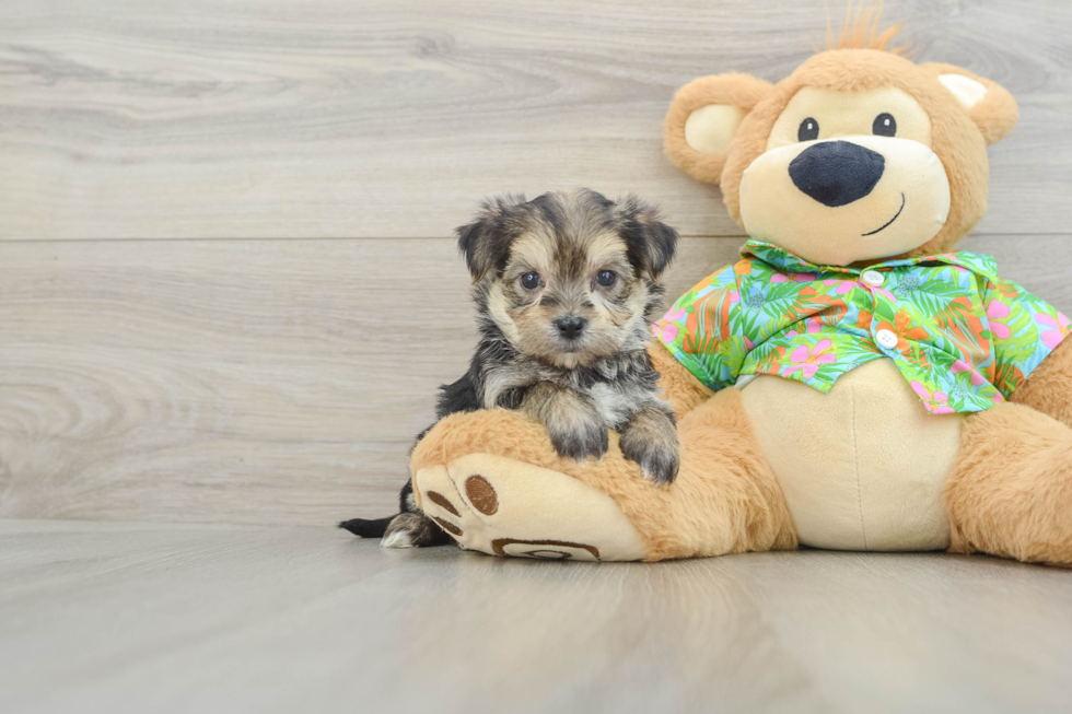 Morkie Pup Being Cute