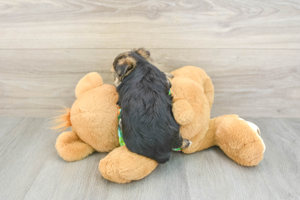 Morkie Puppy for Adoption