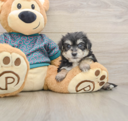 8 week old Morkie Puppy For Sale - Premier Pups